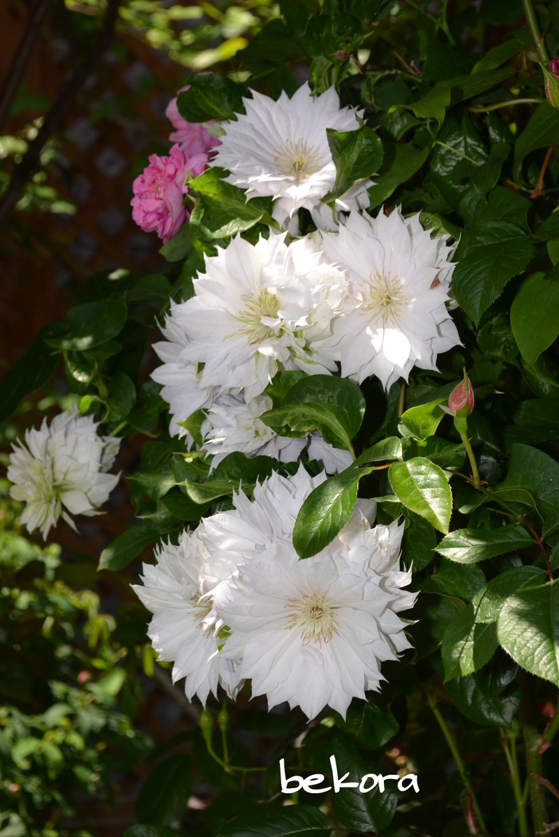 Bekora11 おはようございます 今日は晴れ 家の庭には薔薇は70種以上 クレマチスは30種以上 宿根草150種以上 その他イロイロ植えています 今日はクレマチス ベルオブウォーキング です パテンス八重系 早咲き大輪系 花は繊細な淡い藤色 家