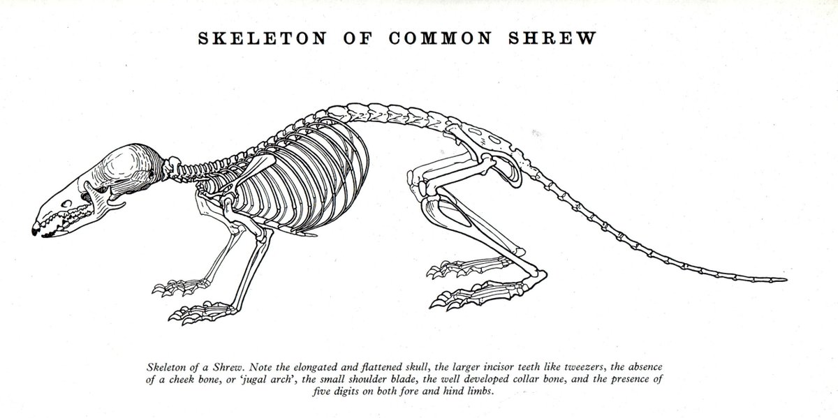 Mole Skeleton Diagram - Human Body Anatomy bat skeleton diagram labels 
