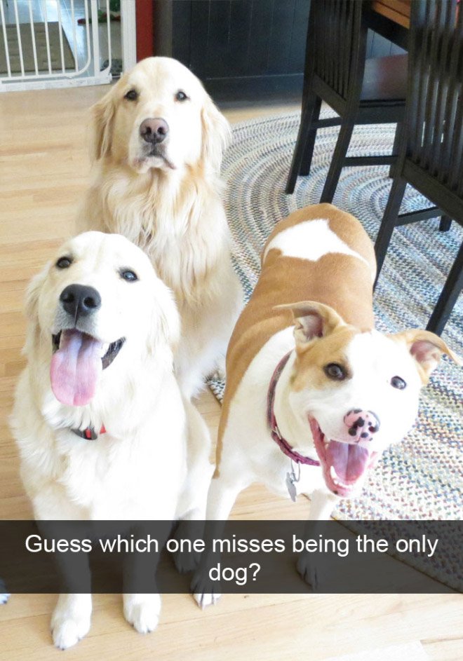 omgtweetroundup's tweet photo. Me with my two sisters... if only! 🐶🐶🐶🐶
#siblings #family #lol #love #dog ❤️❤️❤️❤️ https://t.co/4TVftJLN1C