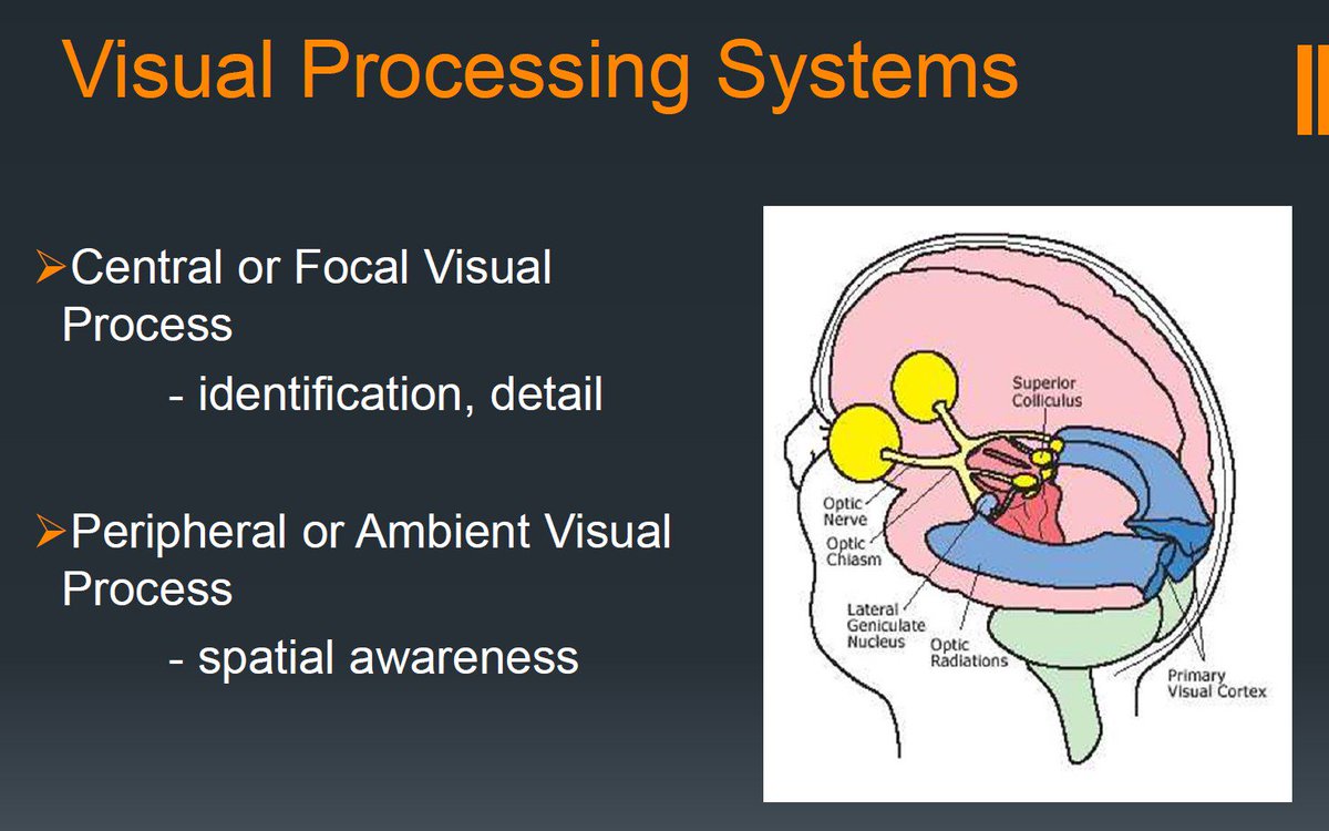 griz1's tweet image. Large brain areas dedicated to #vision, not surprising many post #concussion #mTBI visual symptoms. #DrSDurham @GfellerCenter #UNCTBI2017