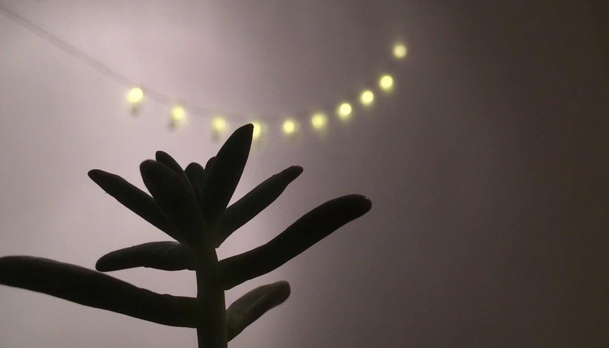 sofisticadedd's tweet photo. love you #cactus #plant https://t.co/q1YaEfI1UU