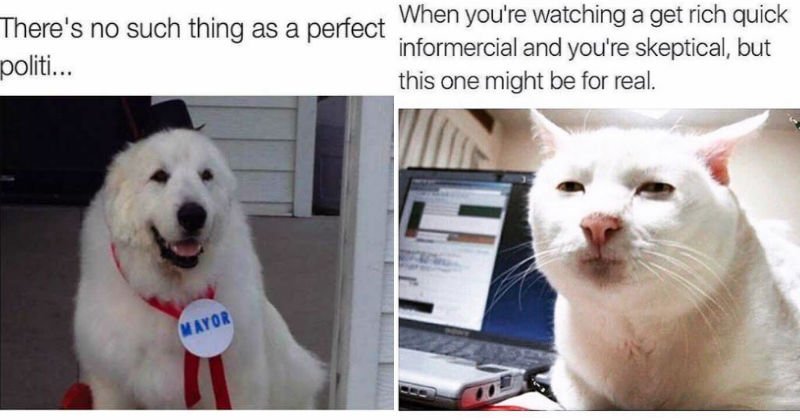 15 Animal Memes That Are a Little Too Real for Us Humans bit.ly/2lE0nPs