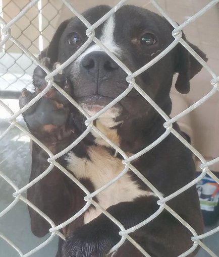 suju_bala's tweet photo. Laredo TX~HIGH-KILL POUND(87% DIE) Kennel OB1 male (956)717-5762/ (956)617-5698 (M-F 8a-5p &amp; Sat 10a-2p) #adopt RT https://t.co/y2XKvJOq8E https://t.co/IkCyMU4nvM