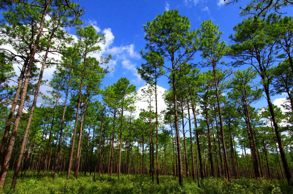 FLForestService's tweet photo. Happy 172nd birthday, #Florida! Thank you for entrusting Florida's forests in our care. #FLTrees https://t.co/g94k48qjVp