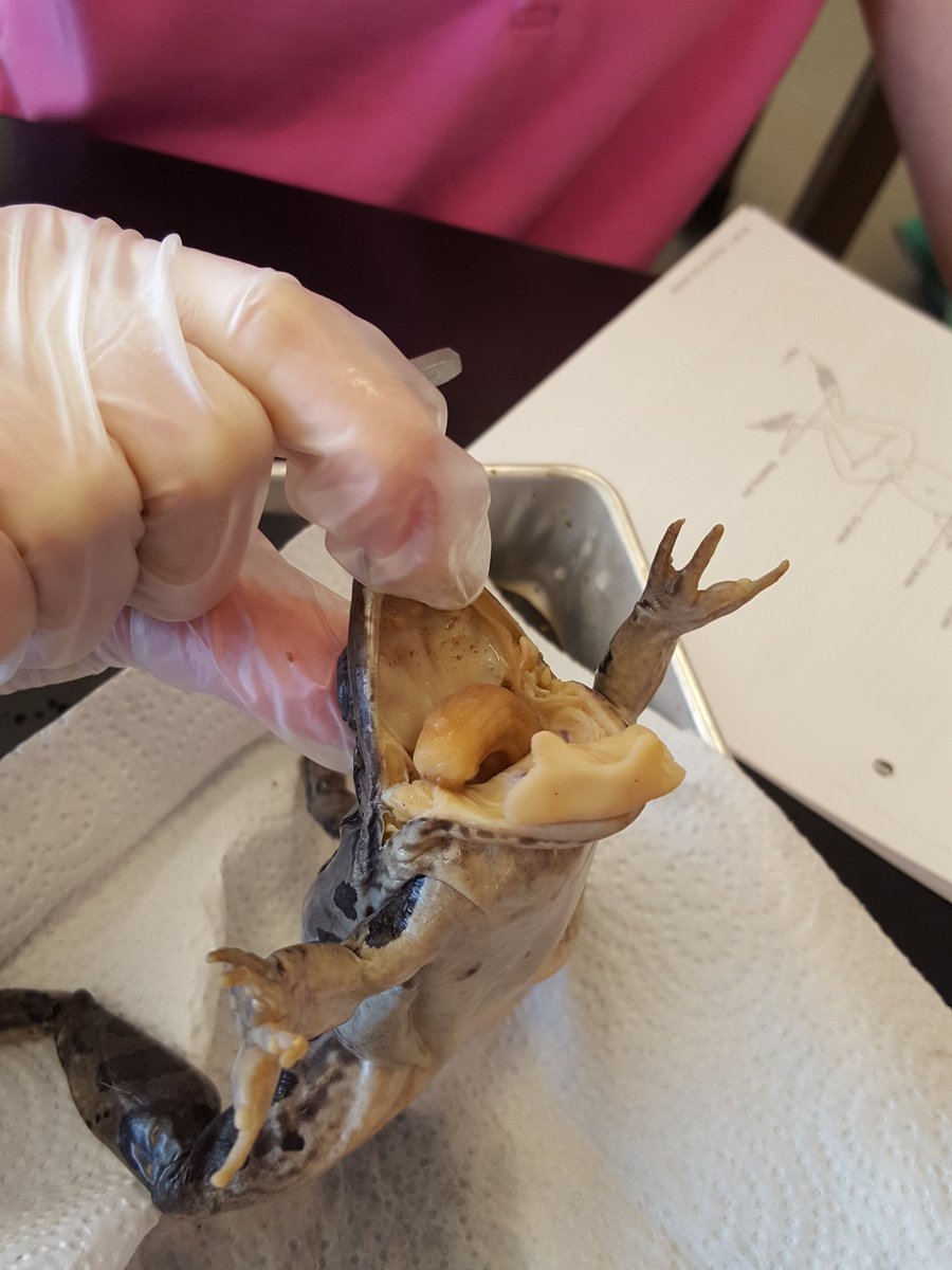 jwaggs_CIA's tweet photo. Had some fun learning while dissecting frogs today #rightafterlunch #ciarocks #180msdwarren https://t.co/DctMn15n1F
