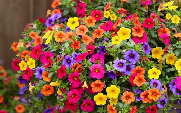 TelegraphPromos's tweet photo. Don't miss our exclusive Telegraph Garden Shop supplement this Sunday - https://t.co/IXLDOPiF2Q https://t.co/EDFmirVs6f