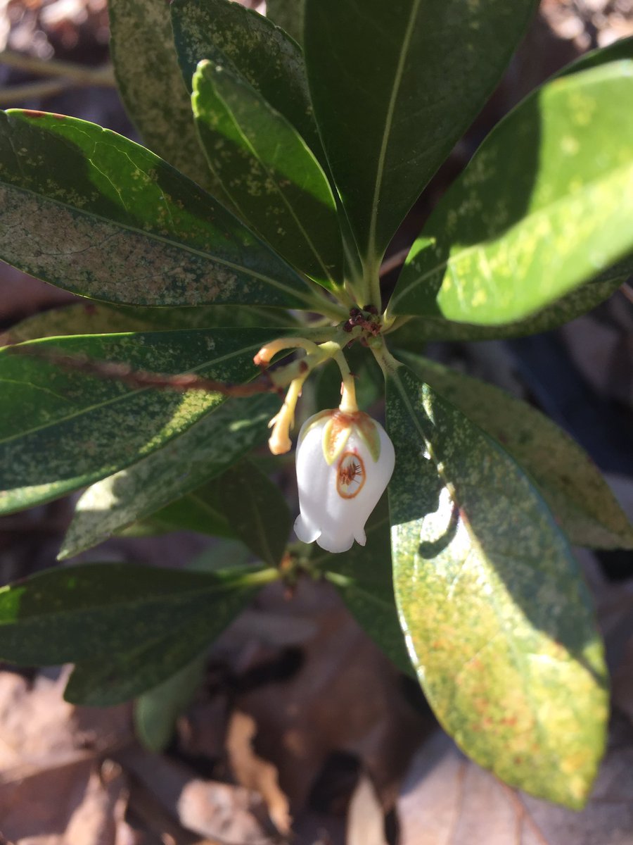 TreeBugGal's tweet image. Pieris flowers robbed by bumble bees! Not a nightly news story, just one way some bees get nectar without transferring pollen. #beesrock
