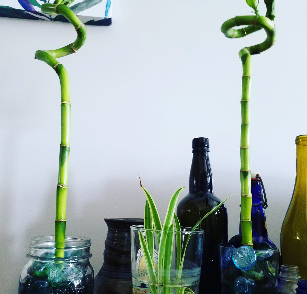 Plants 😍🌴🌵🌱