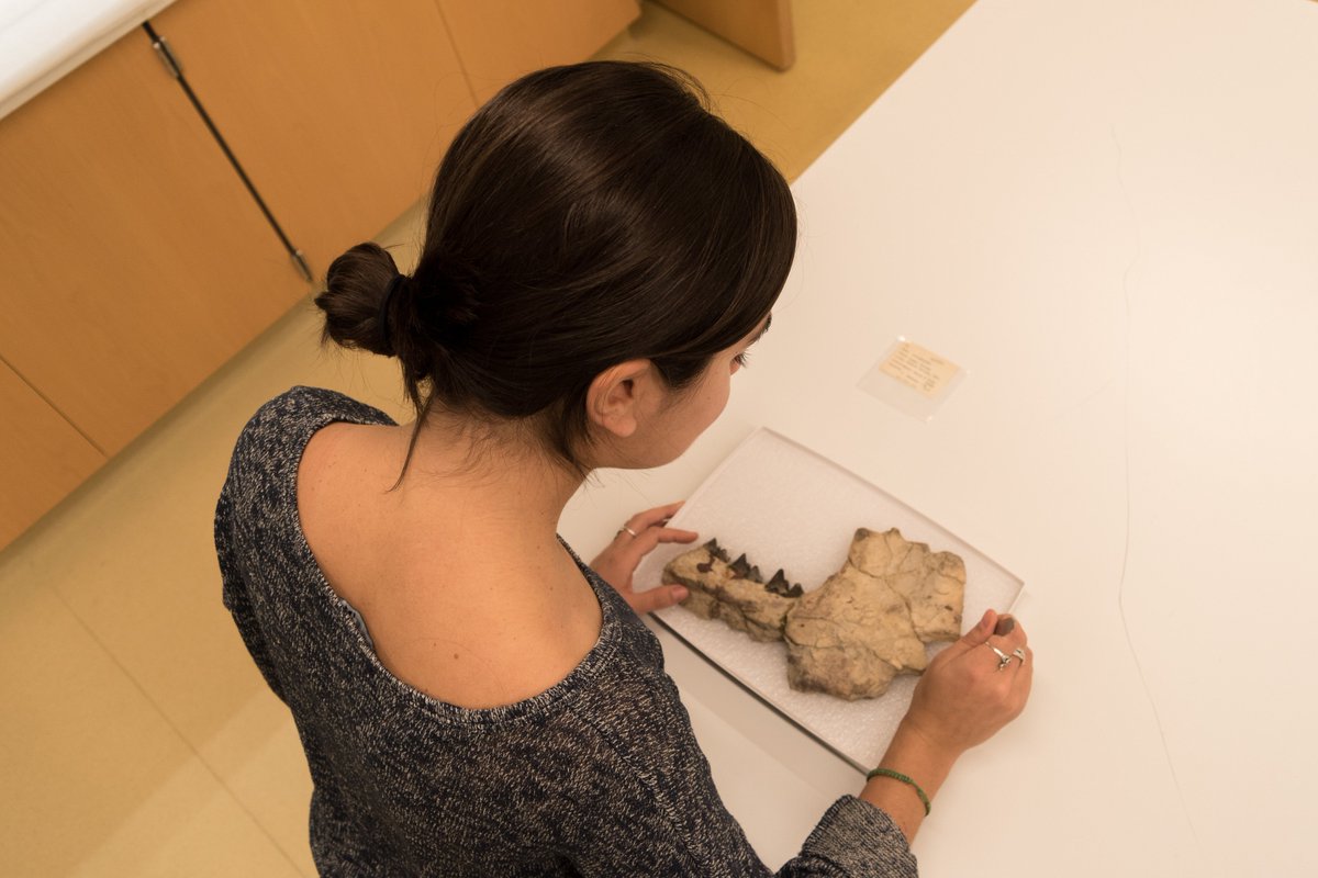 MCZpaleo's tweet photo. Today is the last day for Inbar, our intern from OEB's Coll. Mgmt. class. Here she is working on rehousing a specimen for lab #futurecurator https://t.co/UBgxuZeRM2