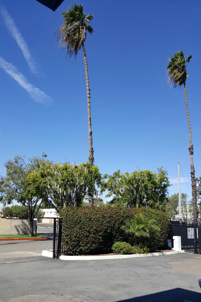 MiniStorage_AN's tweet image. Palm Trees? ✔ 
Clear Sky? ✔ 
#FridayFeeling? ✔ 
We're ready for the weekend!