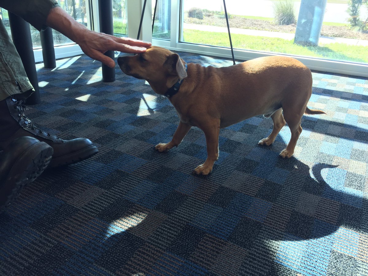 iopflygirl's tweet image. This guy showed up today at the Mount Pleasant Regional Airport. Does anyone know him? He's got a blue collar with bones. @MountPleasantPD