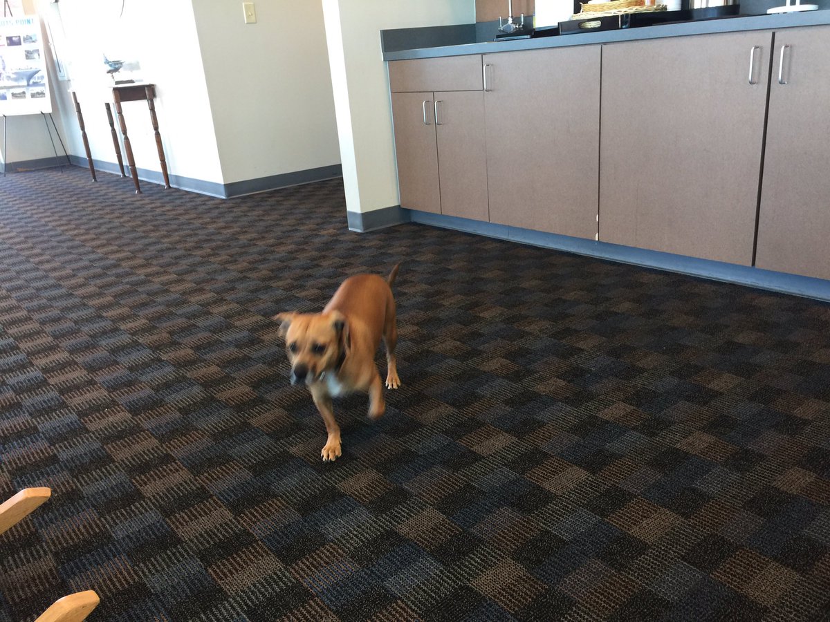 iopflygirl's tweet image. This guy showed up today at the Mount Pleasant Regional Airport. Does anyone know him? He's got a blue collar with bones. @MountPleasantPD