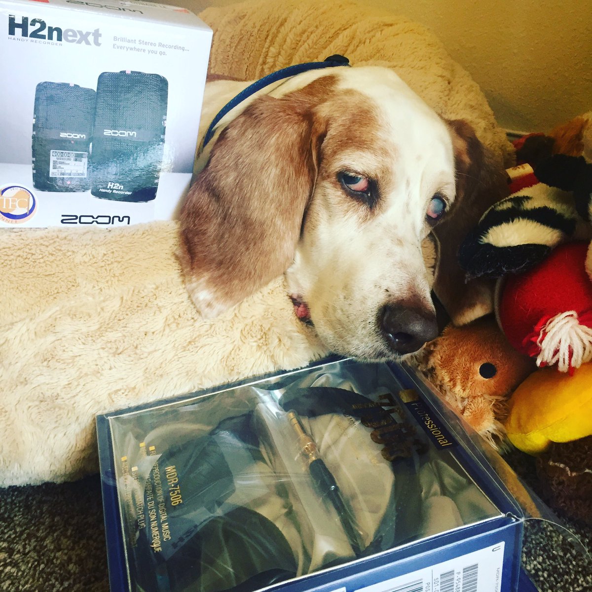 k_westphaln's tweet photo. Essentials for every #AceReporter! #HoundsForHealthcare #HealthceteraRadio #JustHoundingAround #DroopyGrouper #BassetHounds https://t.co/0QkOwbchHx