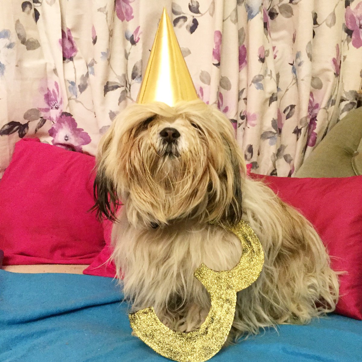 darcydoodledoo's tweet photo. It's my birthday today! I'm Three!! https://t.co/ZtR9H1UbF6