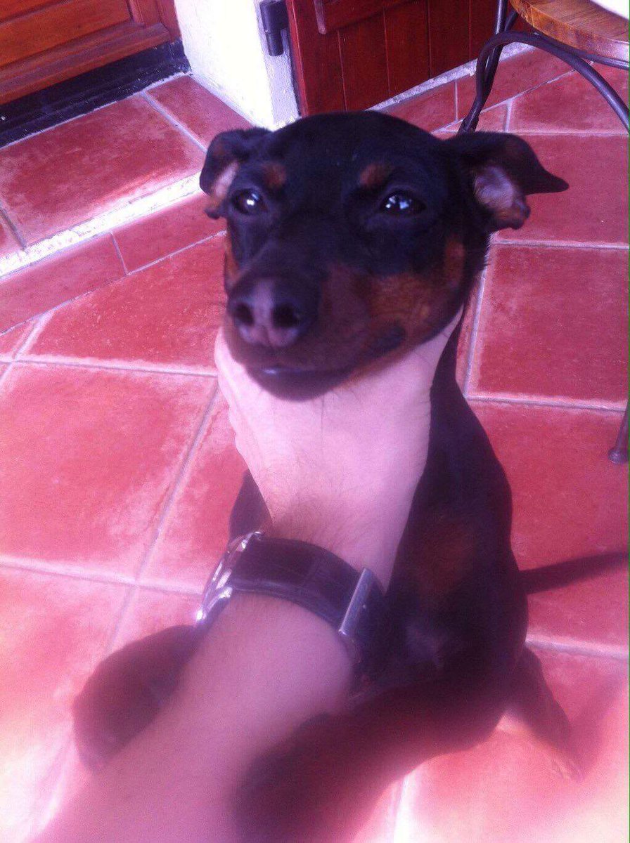 NeckDogs's tweet image. #NeckDogsChallenge