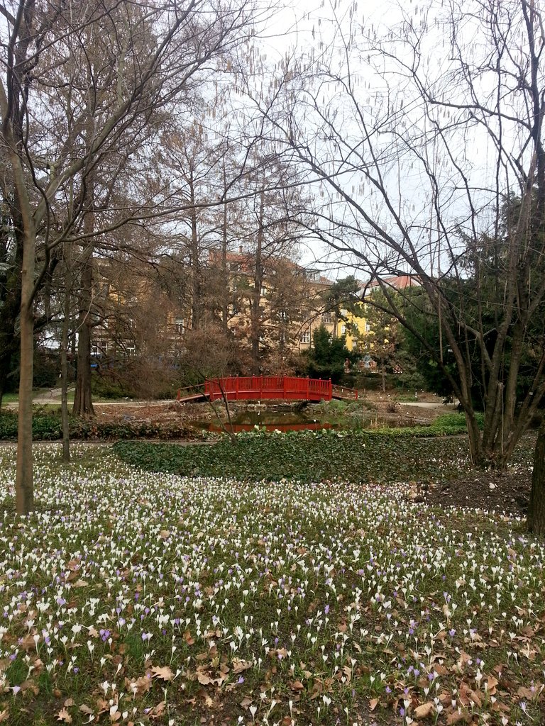 ZGportal's tweet photo. Šafrani u Botaničkom vrtu .. #safrani #botanickivrt #zagreb #zgportal https://t.co/nbmBYLUkJN