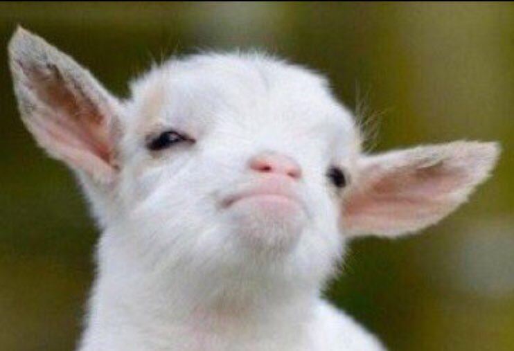 LKudis's tweet photo. That face people make when you pass them in the hall and they don't know if they should say hi or just smile https://t.co/ehIYU3CZ1C
