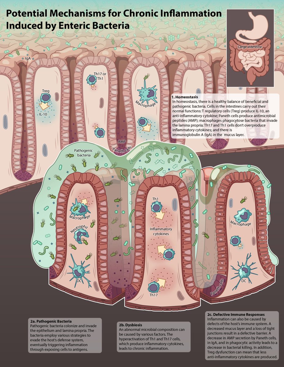 the bacterias defence to phagocytic responses Bordetella is a genus of small the toxin is delivered to phagocytic immune cells upon contact a given bacterias gram stain result. the bacterias defence to phagocytic responses Bordetella is a genus of small the toxin is delivered to phagocytic immune cells upon contact a given bacterias gram stain result.