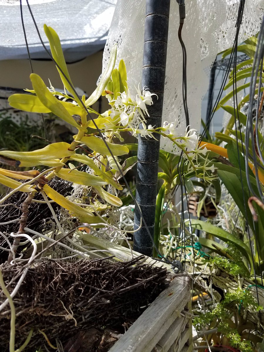 ConnieYurkus's tweet photo. Oeoniella polystachys is a prolific bloomer when kept in baskets and watered well. #orchids, #angraecoid, #oeoniella, #flowers https://t.co/Bh8G82zEyT
