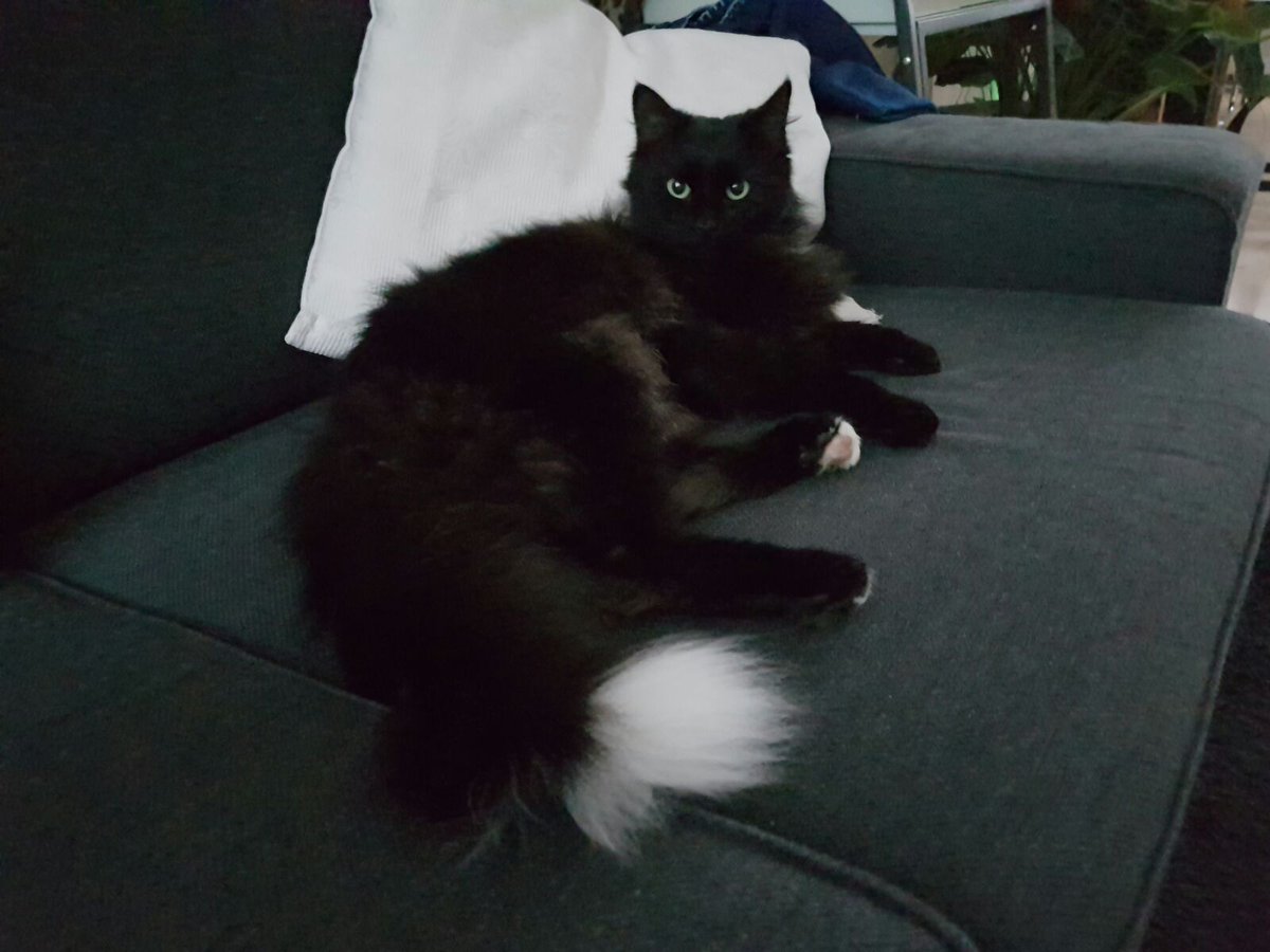 Na 4 weken nog niet thuis! Napoleon,zwarte kater van ongeveer 2 jaar oud. Vermist in alphen aan den rijn. #kat #vermist graag een #RT