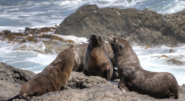docgovtnz's tweet photo. It's the last weekend of #Seaweek2017, get your friends and family together and head along to an event: https://t.co/3cLgJECJhf https://t.co/ofdIaPw6vu