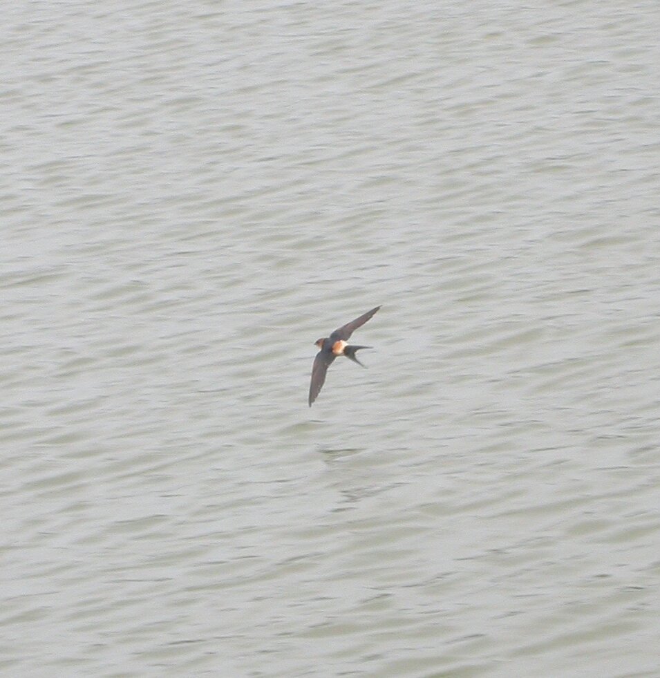 pcashmore53's tweet photo. @wildrainsbrook @DaveHobbyHutton @Draycotebirding Earlswood bird 2004 i think https://t.co/doF3jKIbxj