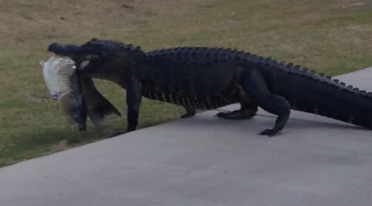 Gator with fish in mouth strolls across FL golf course... C6BfdK3XEAAX-_Y