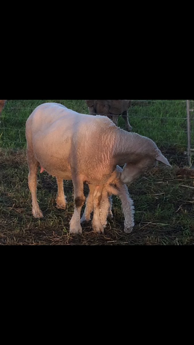 EjsRomneys's tweet photo. The best view 😍🐑 #ejsromneys #sheep #romneys #woolsheep #fiber #lambing https://t.co/9RUDkhw1qy