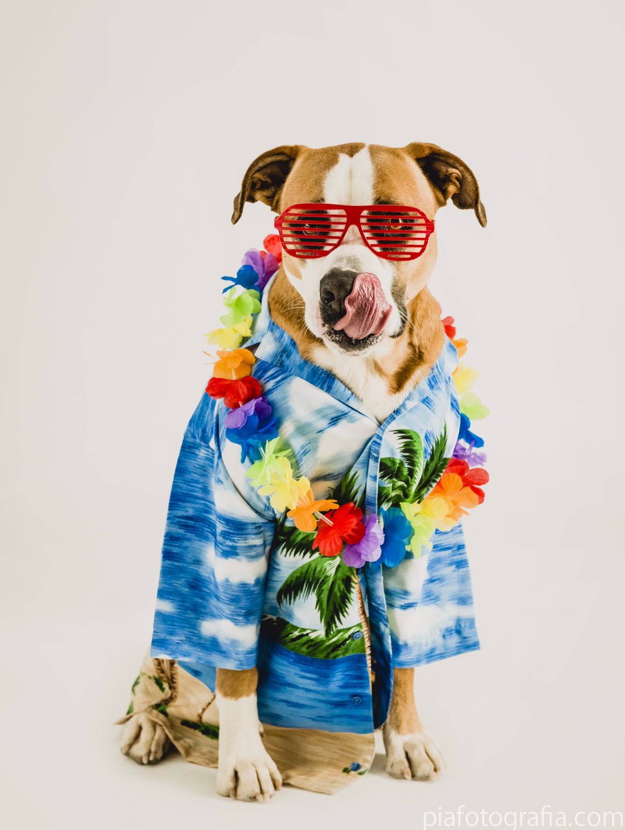 Sesión fotográfica benefica para protectora de animales life4pitbull piafotografia.com  reserva tú sesión y colabora