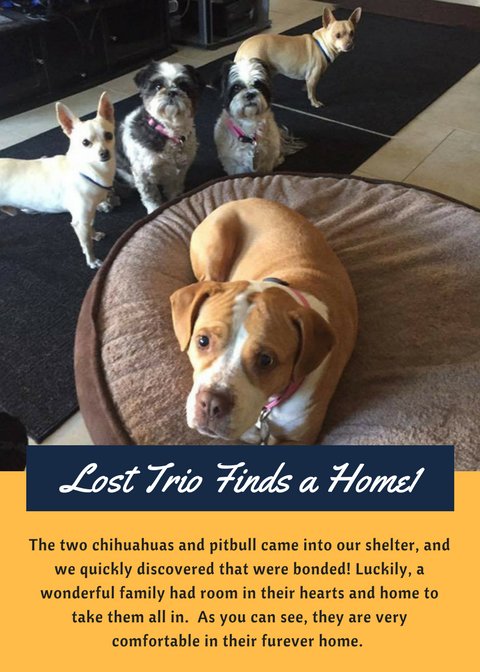 MaricopaPets's tweet photo. Catch up with that wonderful trio that made the news some weeks ago! #FureverAfter #AdoptDontShop https://t.co/MUYc47dRu1