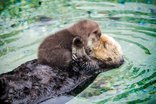 Happy #WorldWildlifeDay! 🌊 tumblr.co/60188XrqQ (via <a href="/MontereyAq/">Monterey Bay Aquarium</a>)