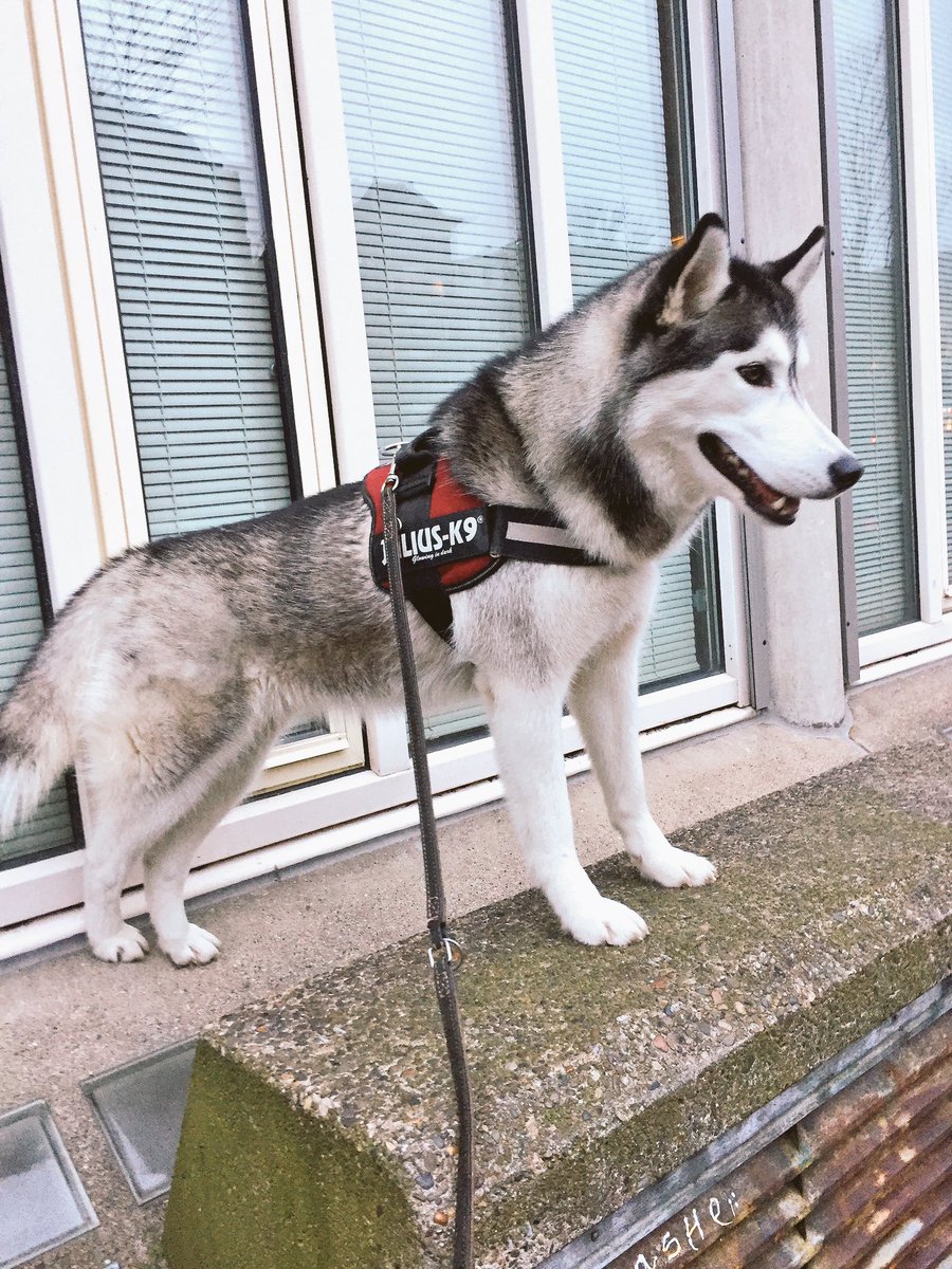 YquemHusky's tweet photo. Happy Dog 🐶 #huskylife #yquem #amsterdam https://t.co/d0hljqXU1W
