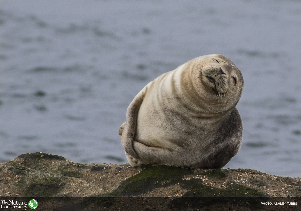 We envision a world where the diversity of life thrives. We're working towards it, on #WorldWildlifeDay and every day.