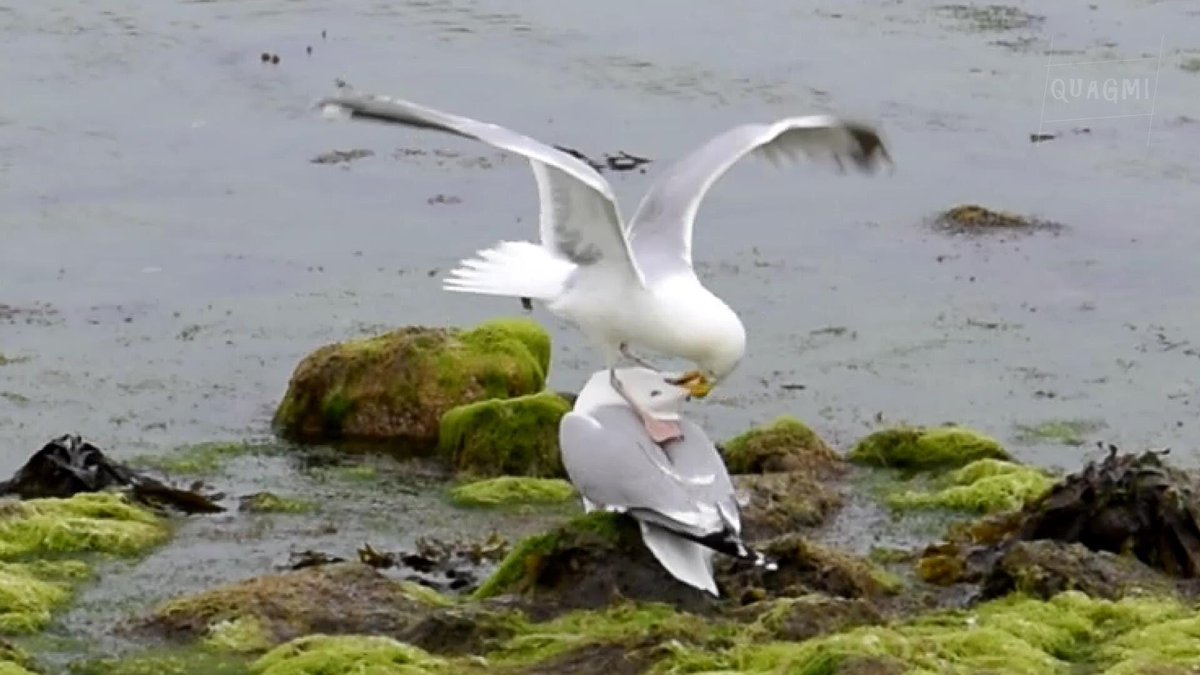 Hey <a href="/suseagulls/">Salisbury Athletics</a>, let's do this. #GoGulls