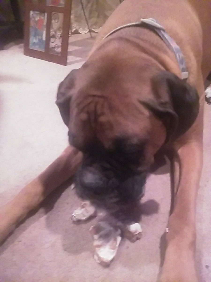 ScorpioDragon86's tweet photo. My Bandit and his special after dinner birthday treat 💙💚
#birthdayboy
#spoiledboxer https://t.co/G71TVfeUtS