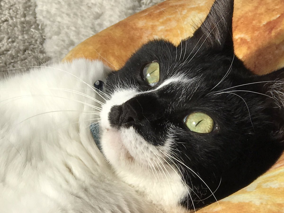 ニート化 スルー 奪い合い ニトリのパンクッションと猫さんとの関係性をご覧ください Togetter ニート化 スルー 奪い合い ニトリのパンクッションと猫さんとの関係性をご覧ください Togetter