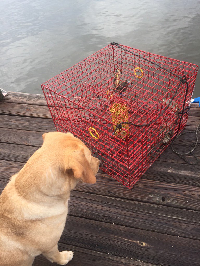 SeaJackGo's tweet photo. Crabbin' for dinner! #SeaJackGo https://t.co/t0DguFN5OO