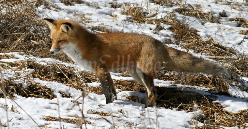 Red Fox in Milwaukee County Wisconsin on March 3, 2017 windowtowildlife.com/red-fox-milwau…