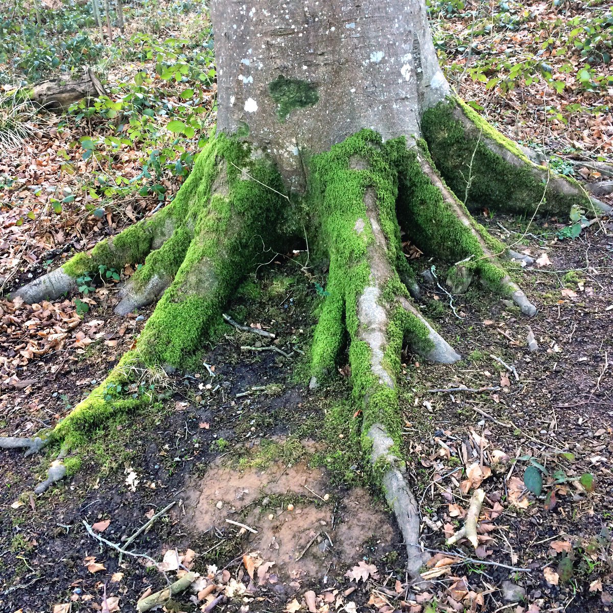 MirandaWillems's tweet photo. "All things on the land are preparing to have babies now" - Mac Macartney @embercombe #embercombe #springtime #MacTalks @macembercombe https://t.co/FcTtVa37wI