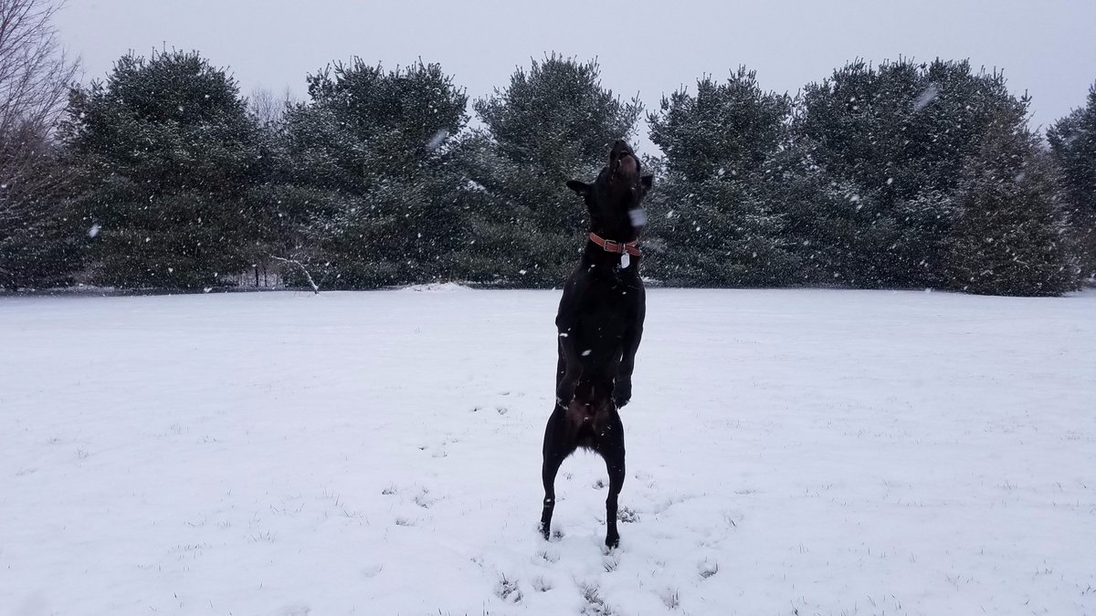 GaylordMichigan's tweet photo. RT @sushiandrunt: #5WordWeekendPlans Jumping Around In Michigan Snow https://t.co/hGVuAlkOQ2