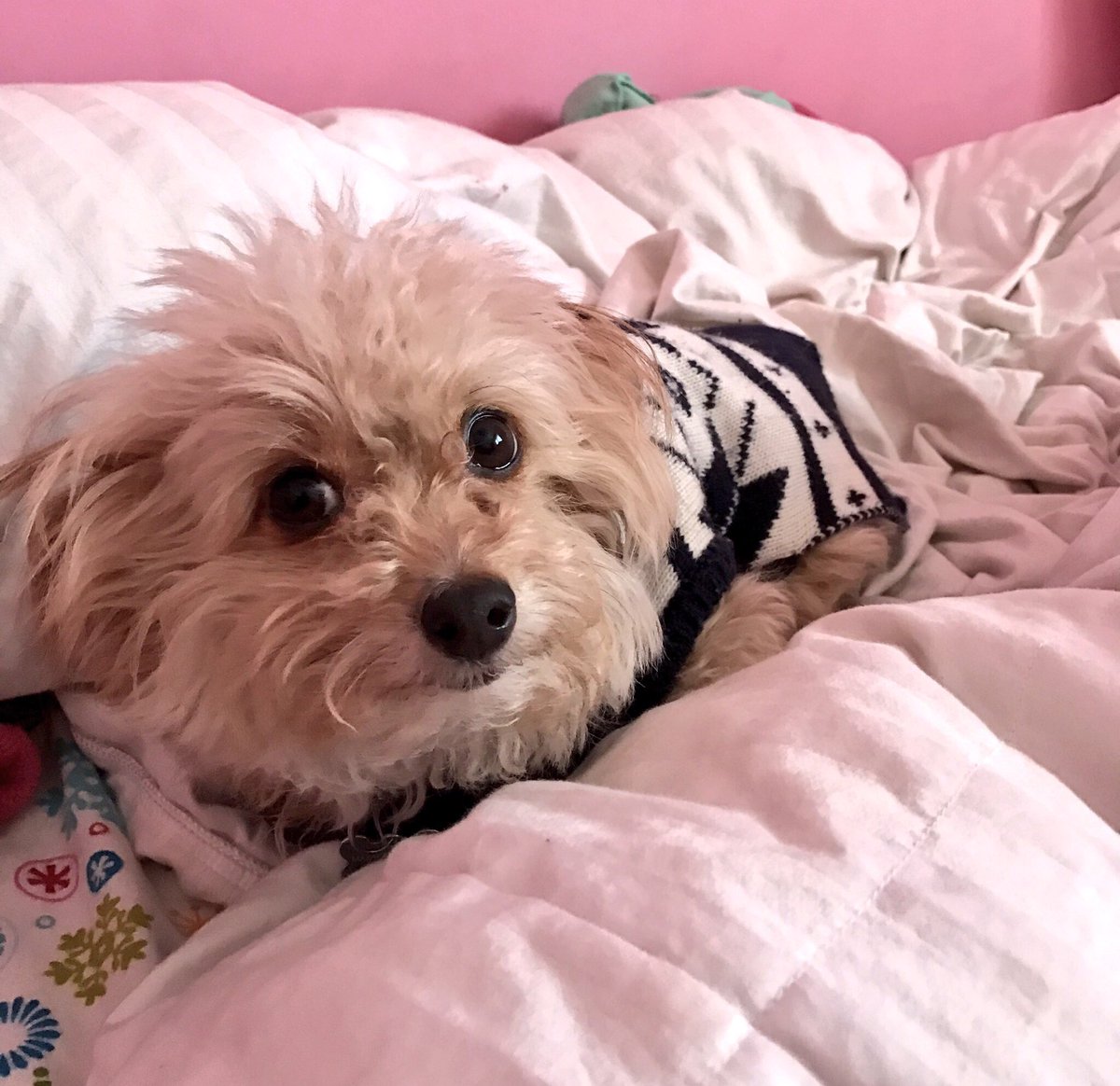 beds_bones's tweet image. Good luck in FL little buddy! 😢     @beds_bones