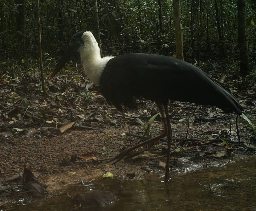 elehelp's tweet photo. On our 18,000ha #SunBear #CameraTrapped for 1st time, #WoollyNeckedStork too, #Dhole pack thriving. Help us keep up protection, #Donate! https://t.co/WZ7c0coXKt