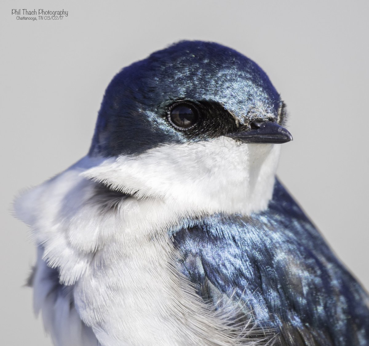 PhilThach's tweet photo. Tree Swallow Portrait
March 2, 2017
#SnapDead https://t.co/Uhq73D7gS3