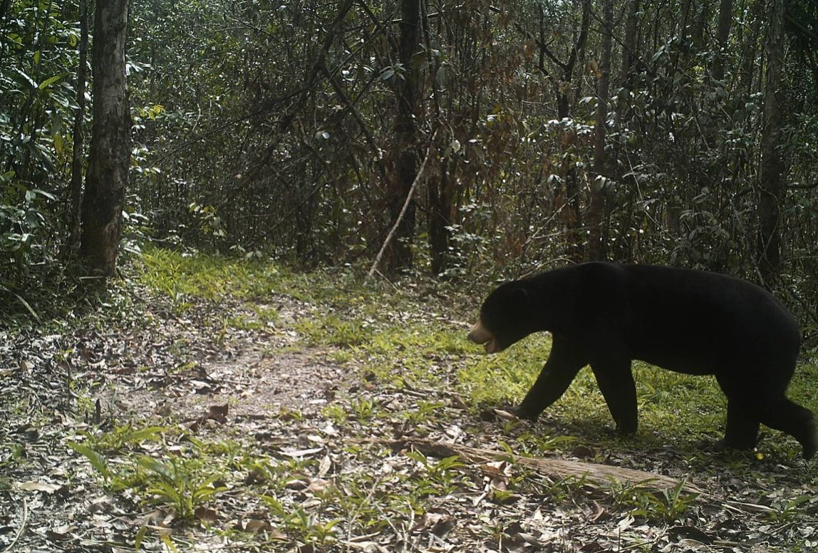 elehelp's tweet photo. On our 18,000ha #SunBear #CameraTrapped for 1st time, #WoollyNeckedStork too, #Dhole pack thriving. Help us keep up protection, #Donate! https://t.co/WZ7c0coXKt