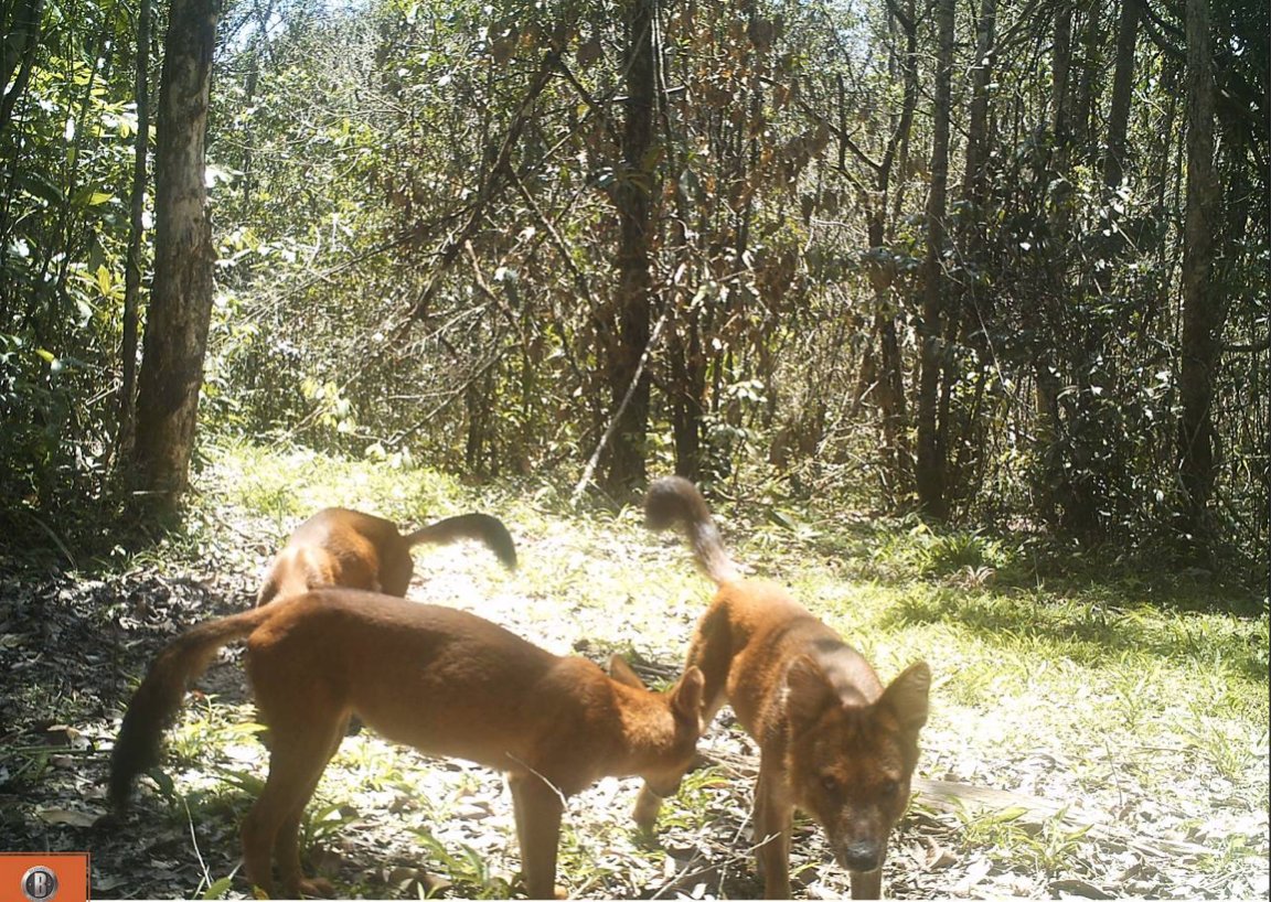 elehelp's tweet photo. On our 18,000ha #SunBear #CameraTrapped for 1st time, #WoollyNeckedStork too, #Dhole pack thriving. Help us keep up protection, #Donate! https://t.co/WZ7c0coXKt