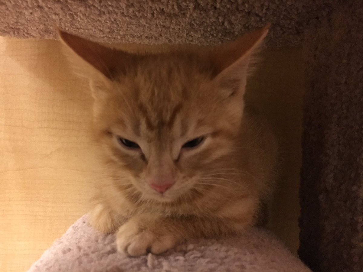1772petsmart's tweet photo. Looking for some fun this weekend? Come visit Helen, Otis, and all the kitties from @wilcopets #adopt https://t.co/tLQKlSRmk1