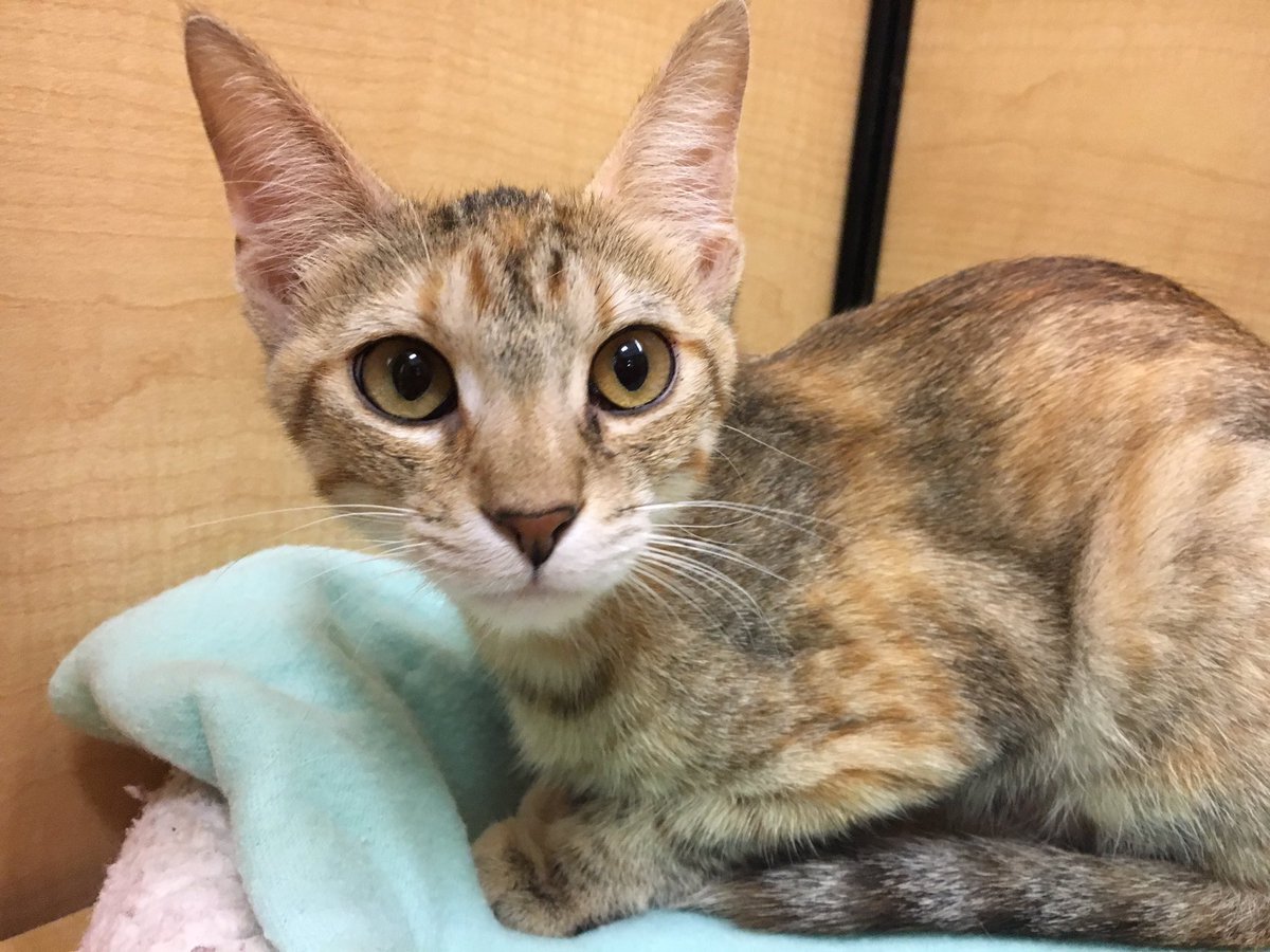 1772petsmart's tweet photo. Looking for some fun this weekend? Come visit Helen, Otis, and all the kitties from @wilcopets #adopt https://t.co/tLQKlSRmk1