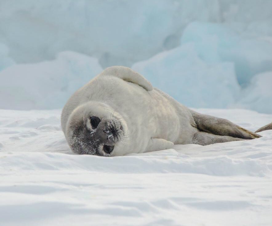 Interior's tweet image. Here's a cute baby seal to celebrate  #WorldWildlifeDay!