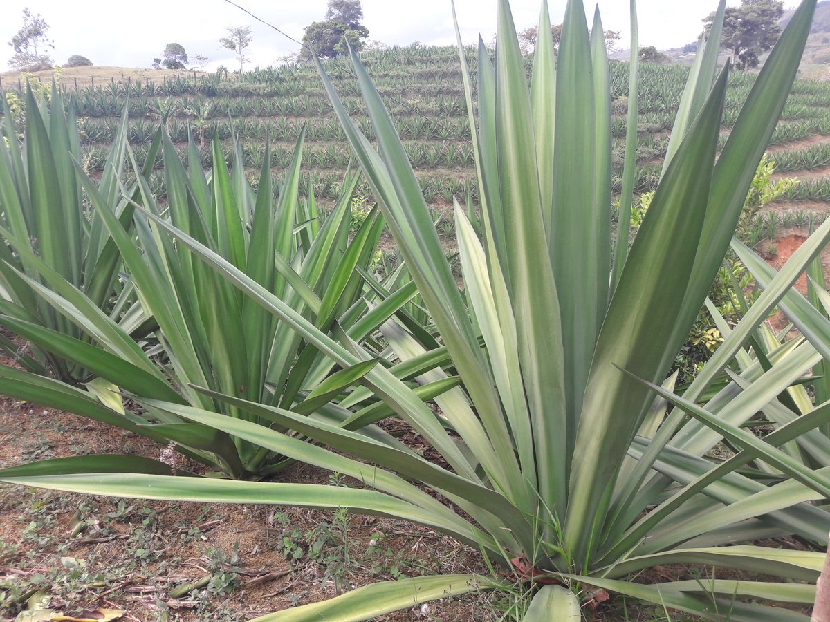 <a href="/agricapital/">AgriCapital</a> apoya cultivadores de fique con FinanciacionFlexible+ AsistenciaTecnica+Semillas+ CompraProduccion via
 <a href="/AktivaSF/">Grupo Aktiva</a> +@Agrofuturo