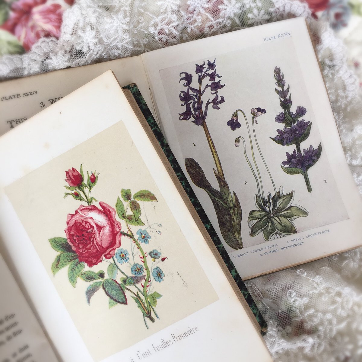 ルミエット フランスのアンティークショップ Cledeux3cinq から届いた美しくも旧い本 左が1855年フランスの 花言葉本 右が1900年イギリスの児童向け植物図鑑 お気に入りの頁を開いてみました 100年 150年以上も存在し続けている書物です 手に取る